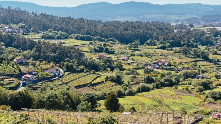 Soutomaior, la más pequeña de Rías Baixas, solo elabora vinos autóctonos 16 Soutomaior la mas pequena de Rias Baixas solo elabora vinos
