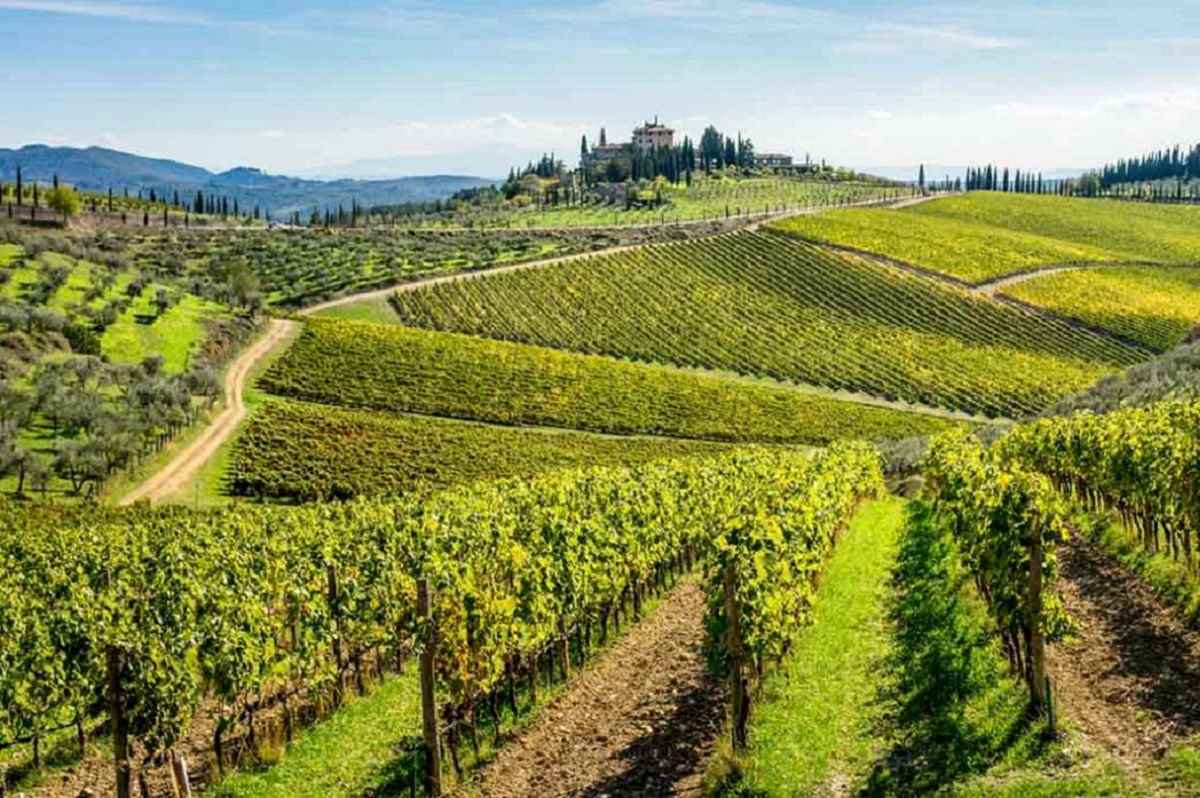 244 vinedos italianos subastados en 2023 superan los 666 millones