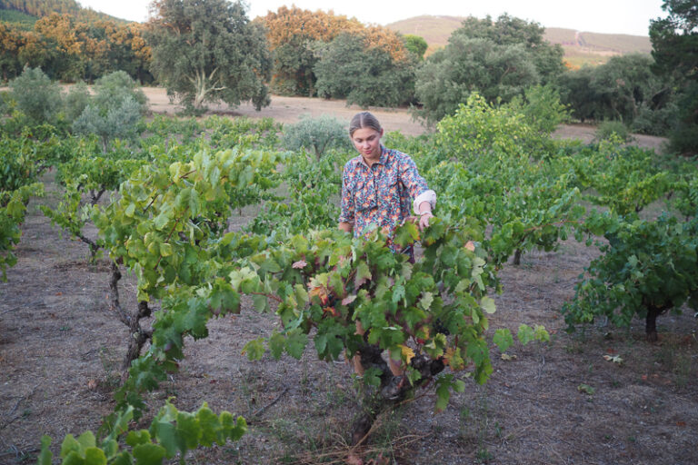 Bodega portuguesa Cortes de Cima reduce viñedos y se enfoca en prácticas regenerativas y biodinámicas 55 Bodega portuguesa Cortes de Cima reduce vinedos y se enfoca