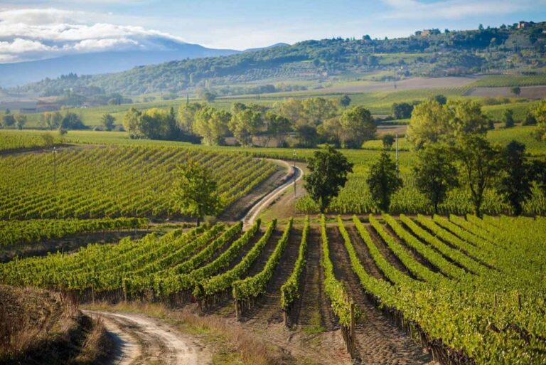 Brunello di Montalcino registra alza del 17% en ventas en EEUU en 2024 16 Brunello di Montalcino registra alza del 17 en ventas en