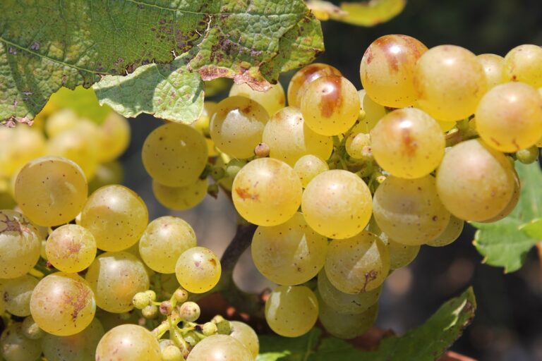 Chenin: el cépage estrella de la región vinícola del Loira 26 Chenin el cepage estrella de la region vinicola del Loira