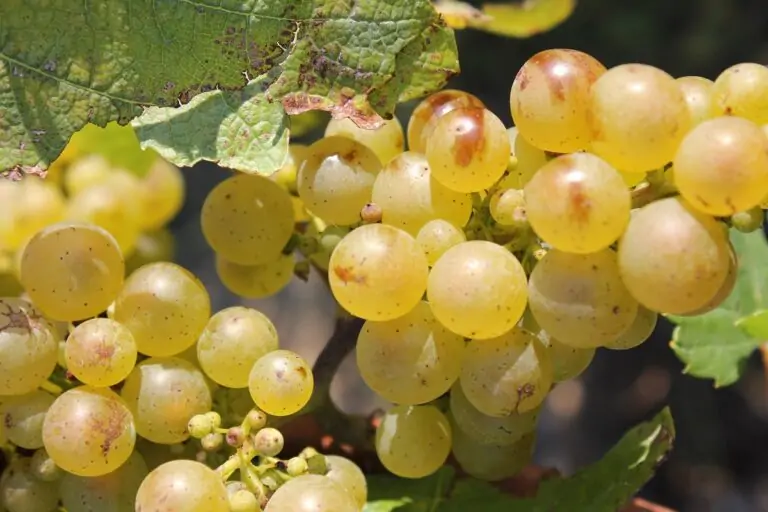 Chenin: el cépage estrella de la región vinícola del Loira