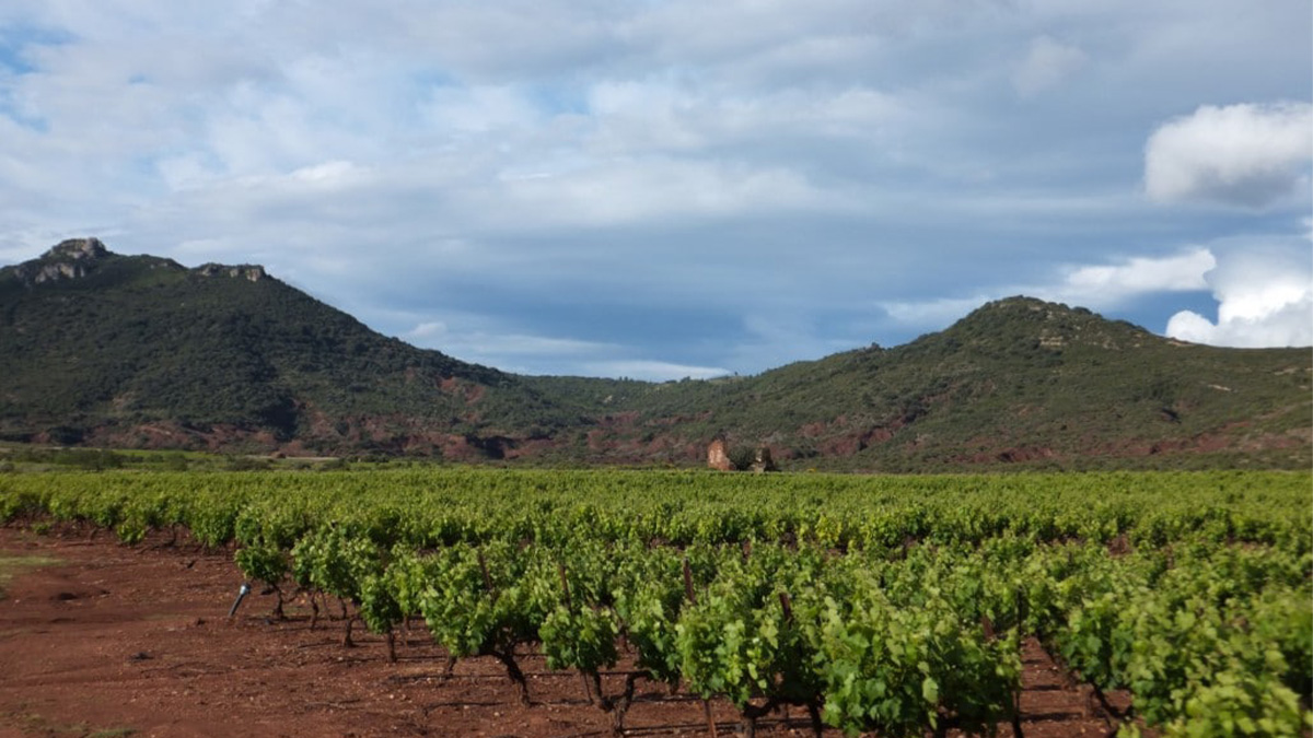 Clos Maïa, el dominio del Languedoc que expresa la pura esencia de sus vinos 1 Clos Maia el dominio del Languedoc que expresa la pura