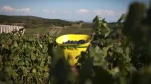 Clos des Vignes du Maynes, el viñedo ecológico más antiguo de la historia de Borgoña