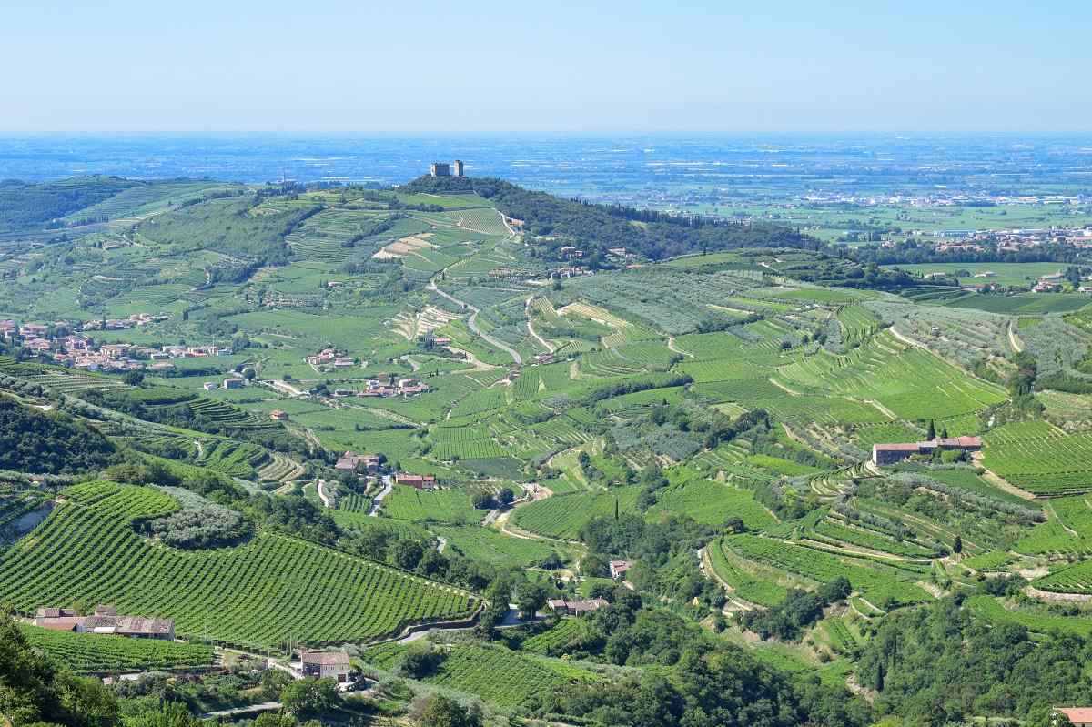 Consorcio Tutela vini Valpolicella cierra 2023 con ingresos de 38