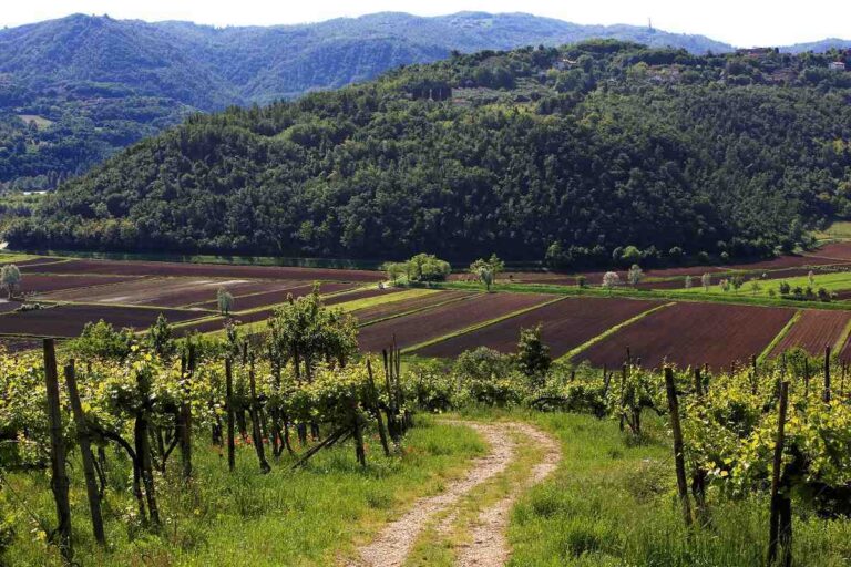 Consorcio viniturismo espanol crea vinedo experimental para preservar 20 variedades