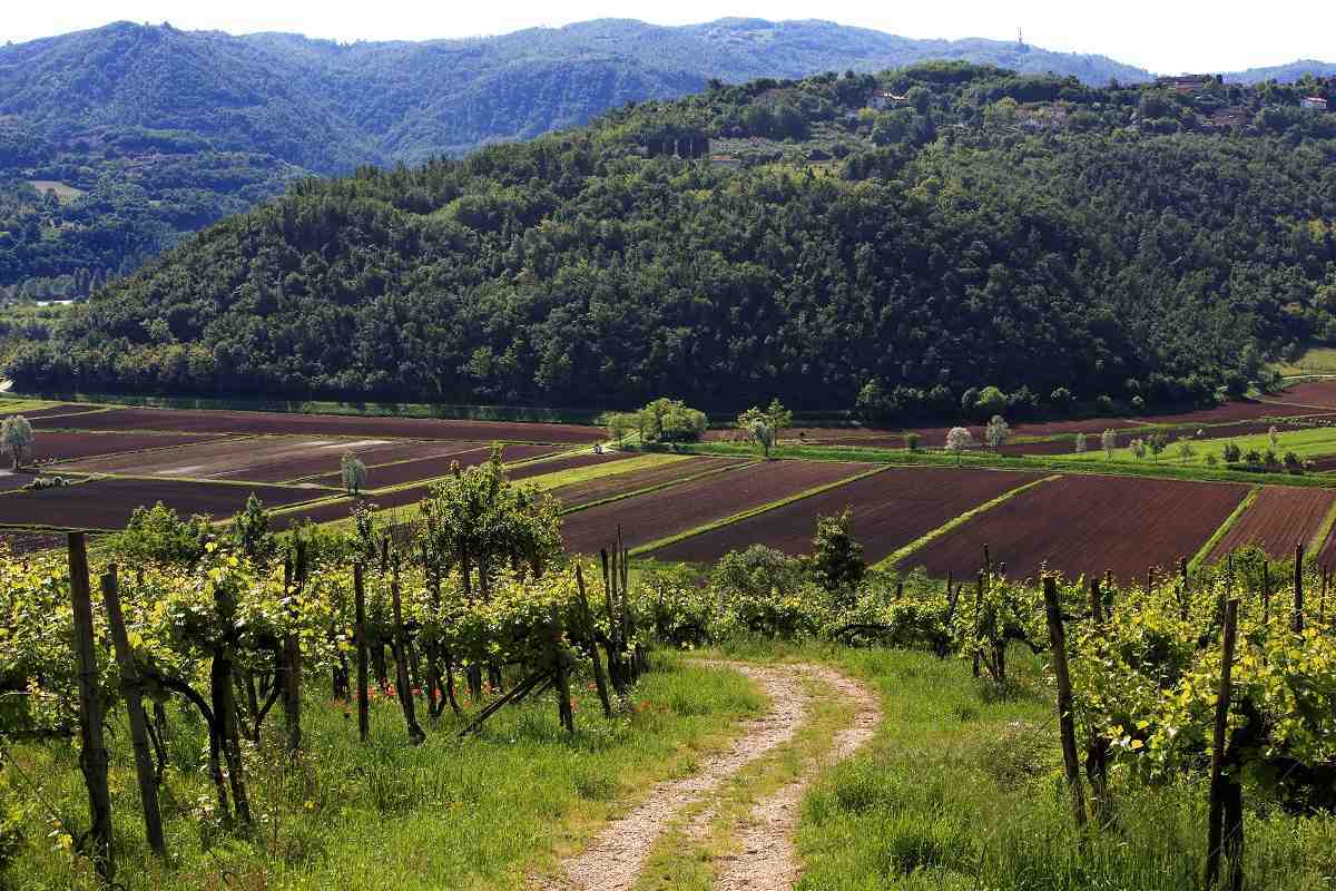 Consorcio viniturismo español crea viñedo experimental para preservar 20 variedades antiguas 1 Consorcio viniturismo espanol crea vinedo experimental para preservar 20 variedades