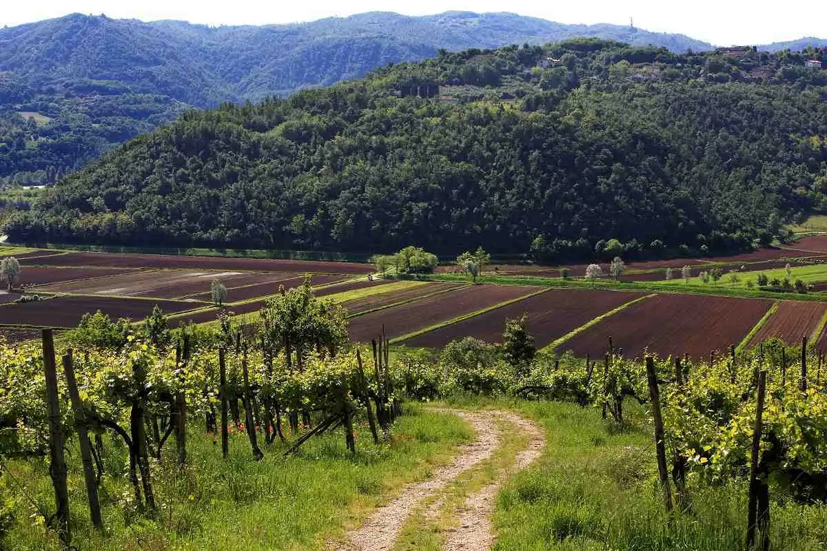 Consorcio viniturismo español crea viñedo experimental para preservar 20 variedades antiguas 1 Consorcio viniturismo español crea viñedo experimental para preservar 20 variedades antiguas