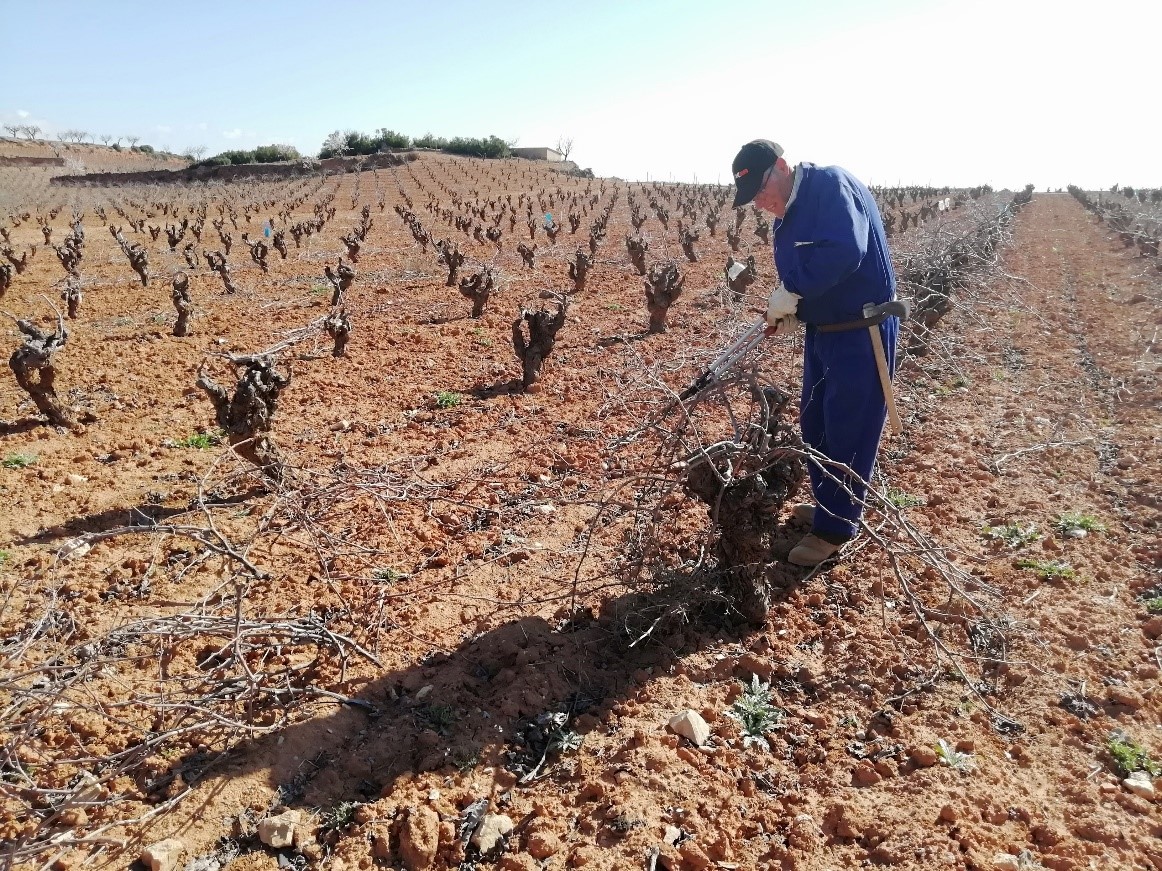 Diferencias entre viticultura y vinicultura en la produccion de vino
