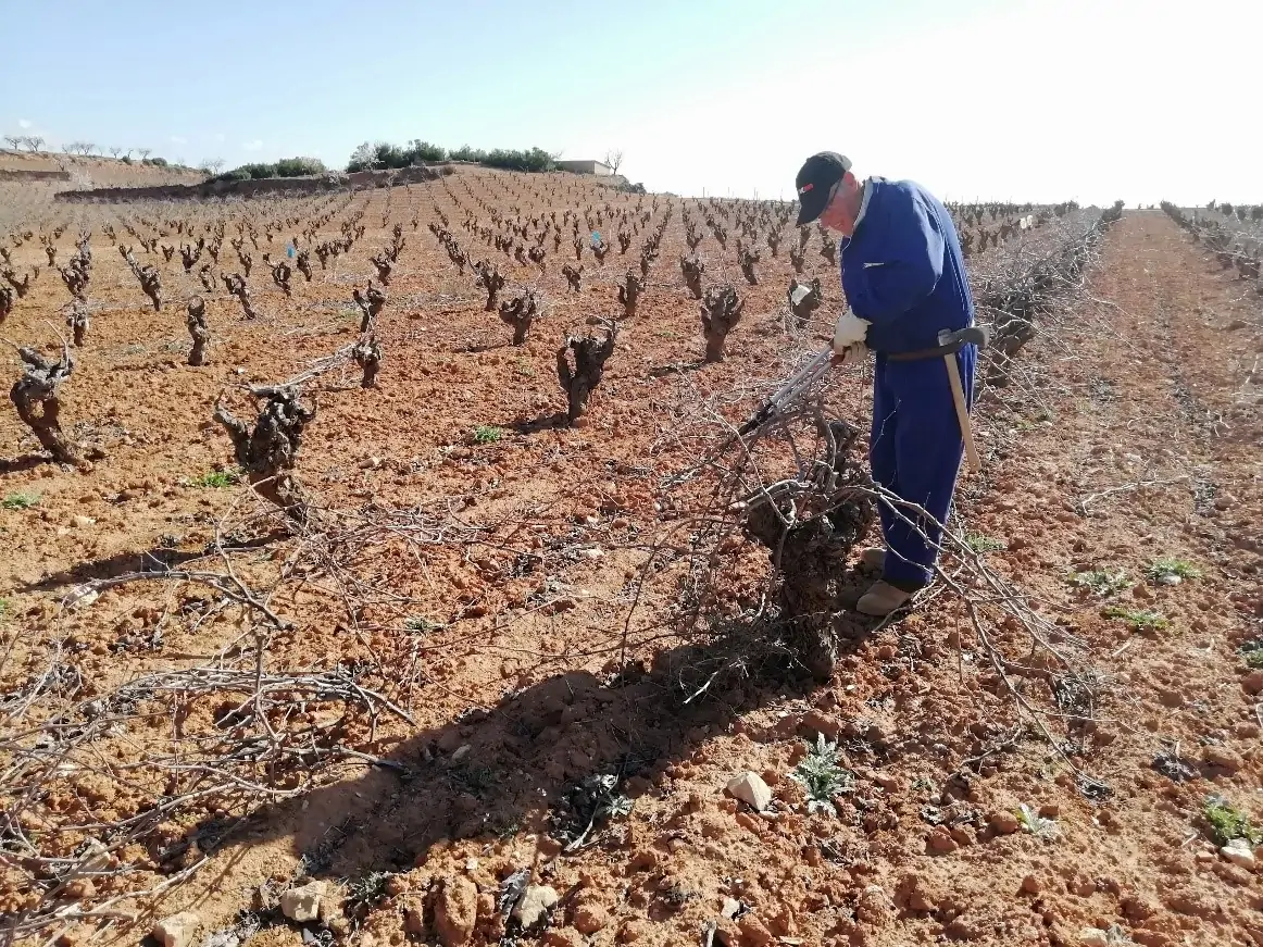 Diferencias entre viticultura y vinicultura en la producción de vino 1 Diferencias entre viticultura y vinicultura en la producción de vino