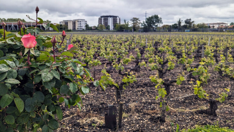 Diversidad de sabor en la degustación de los vinos de Pessac-Léognan del 2023 45 Diversidad de sabor en la degustacion de los vinos de