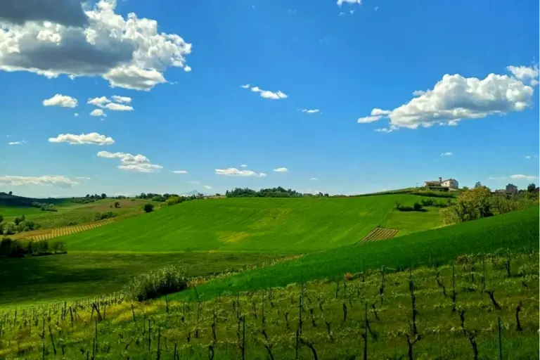 El vino Grignolino gana popularidad en Espana gracias a su.webp