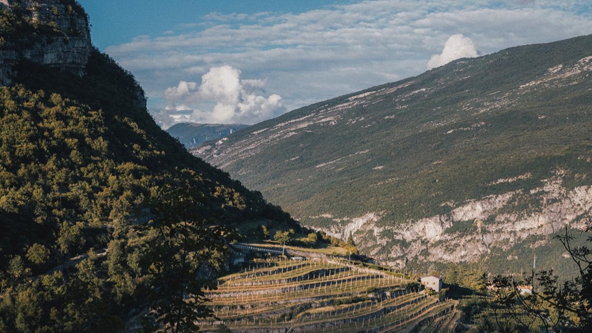 Elisabetta Foradori: pionera en rescate de cepas nativas y viticultura biológica en Italia 1 Elisabetta Foradori pionera en rescate de cepas nativas y viticultura