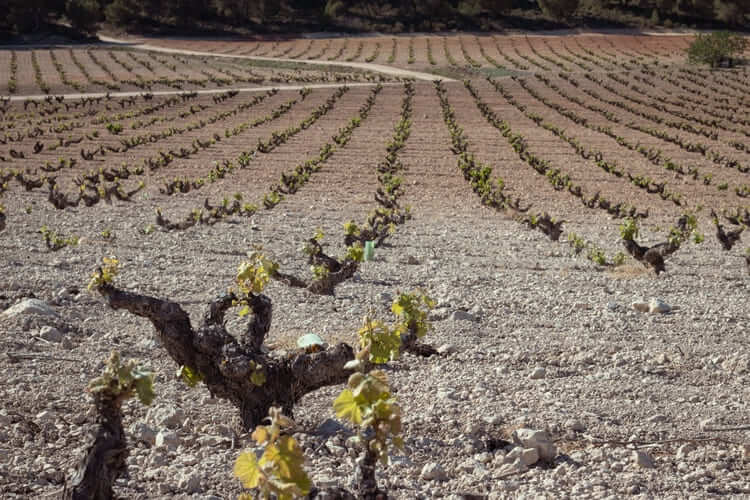 Expertos internacionales valoran suelos de DOP Jumilla para vinedos viejos