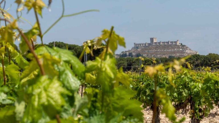 Explora la Milla de Oro del vino en México 27 Explora la Milla de Oro del vino en Mexico