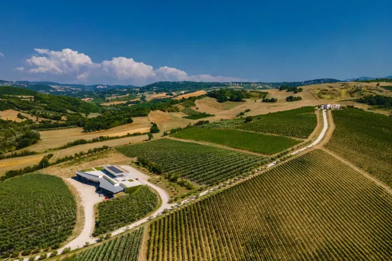 Familia Fonzone Caccese produce 8 vinos autoctonos en sus vinedos.webp