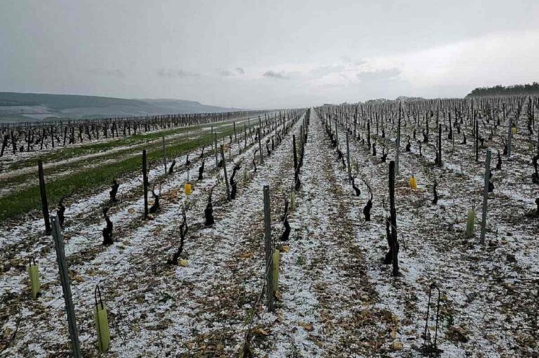 Fuertes granizadas en Francia devastan 500 hectareas de vinedos en