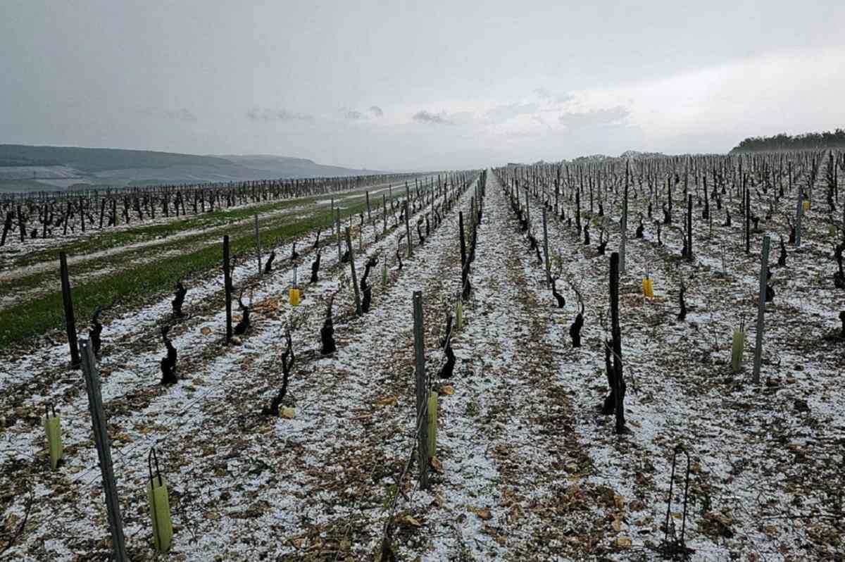 Fuertes granizadas en Francia devastan 500 hectáreas de viñedos en Aisne y Champagne 1 Fuertes granizadas en Francia devastan 500 hectareas de vinedos en