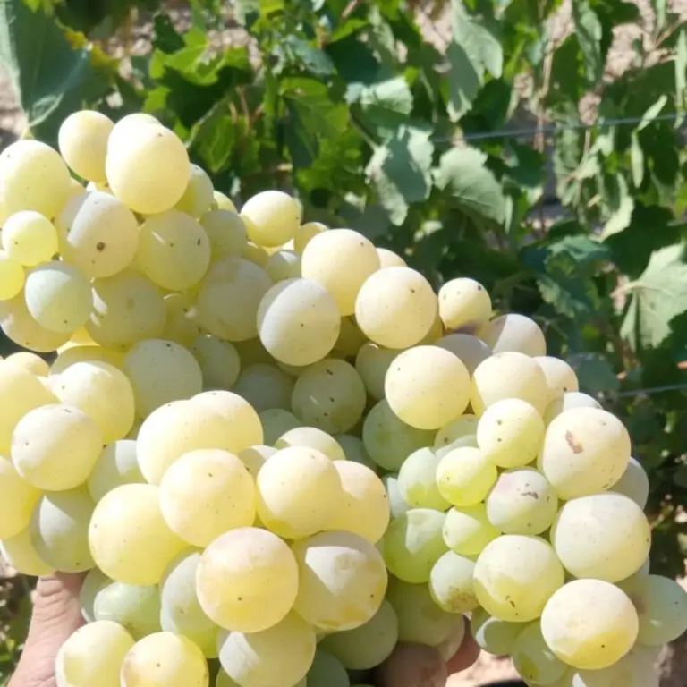 La uva Tardana, autóctona de la DO Utiel-Requena, cada vez más apreciada en España
