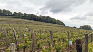 Millésime 2023, élogios para vinos de Pomerol y Saint-Emilion en Burdeos 11 Millesime 2023 elogios para vinos de Pomerol y Saint Emilion en