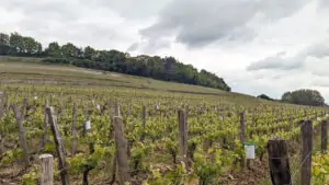 Millésime 2023, élogios para vinos de Pomerol y Saint-Emilion en Burdeos