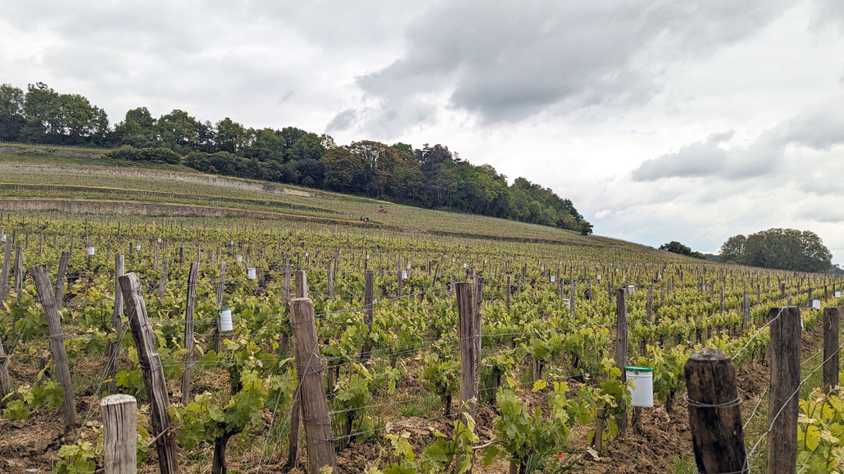 Millésime 2023, élogios para vinos de Pomerol y Saint-Emilion en Burdeos 1 Millesime 2023 elogios para vinos de Pomerol y Saint Emilion en