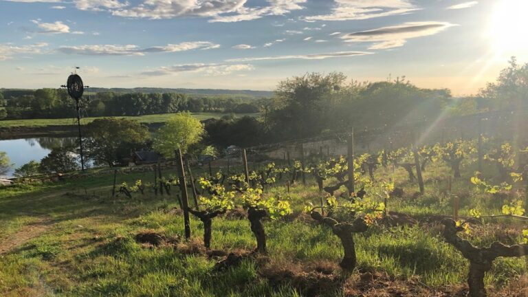 Recuperación del mercado de subastas de vino, protagonismo para Charles Joguet 42 Recuperacion del mercado de subastas de vino protagonismo para Charles