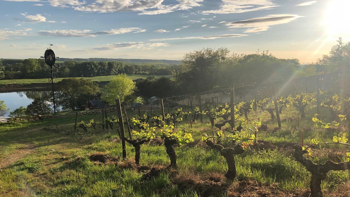 Recuperación del mercado de subastas de vino, protagonismo para Charles Joguet 1 Recuperacion del mercado de subastas de vino protagonismo para Charles