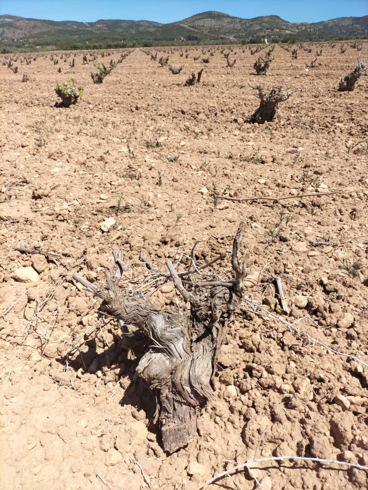 Sequía en Alicante amenaza la uva de vinificación y provoca dificultades de cuajado 1 Sequia en Alicante amenaza la uva de vinificacion y provoca