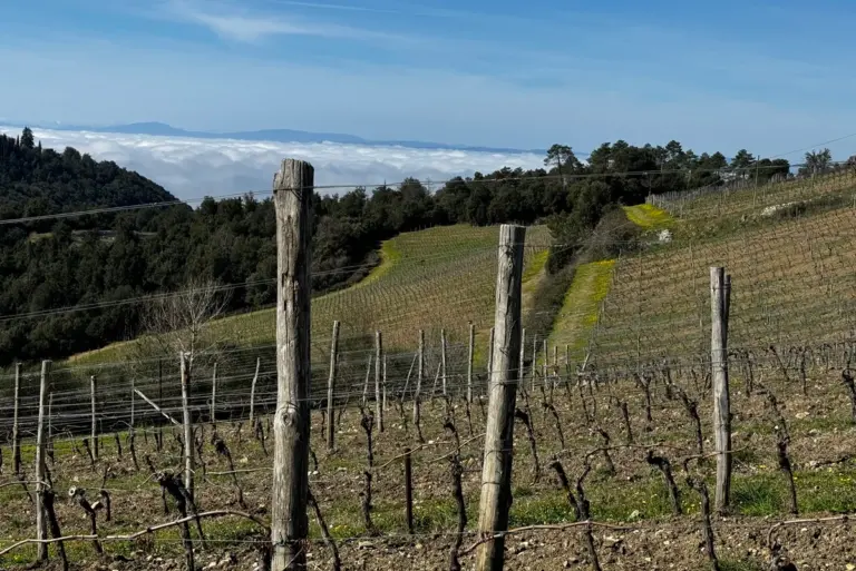 Tenuta di Arceno la joya vinicola de Chianti con siglos.webp