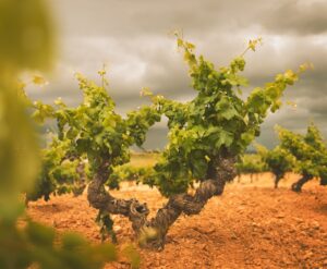 Terroir el factor medioambiental que define el sabor de los