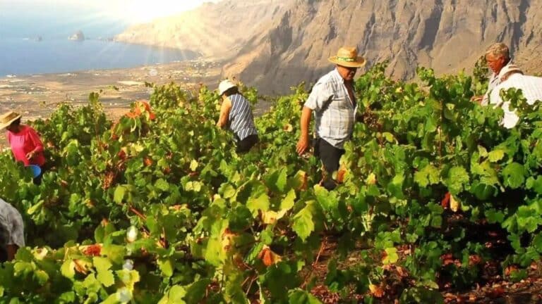 Veintiséis vinos de El Hierro consiguen casi 100 puntos en Guía Peñín 27 Veintiseis vinos de El Hierro consiguen casi 100 puntos en