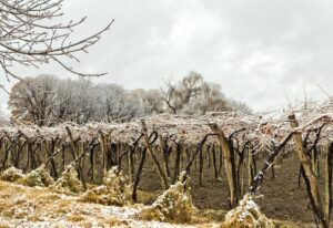 Vignerons espanoles se adaptan al gel invernal con tecnologia e