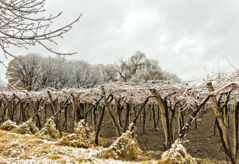 Vignerons españoles se adaptan al gel invernal con tecnología e innovación 34 Vignerons espanoles se adaptan al gel invernal con tecnologia e