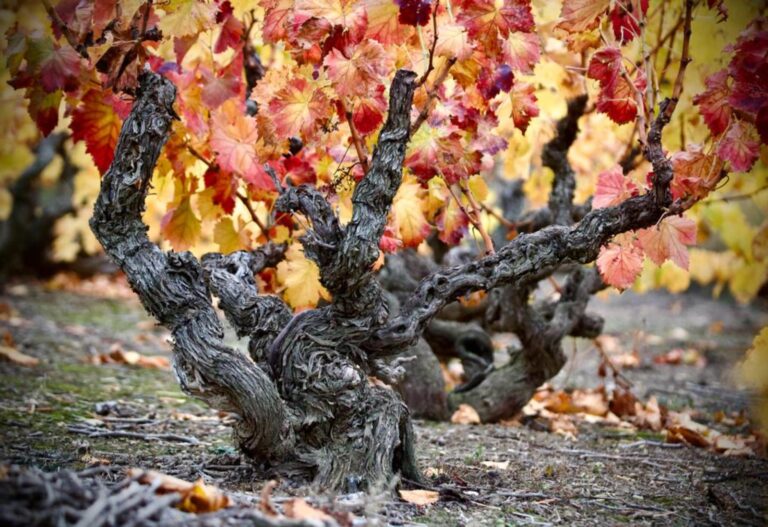 AyC SL presenta informe para incluir Garnachas Historicas en DO