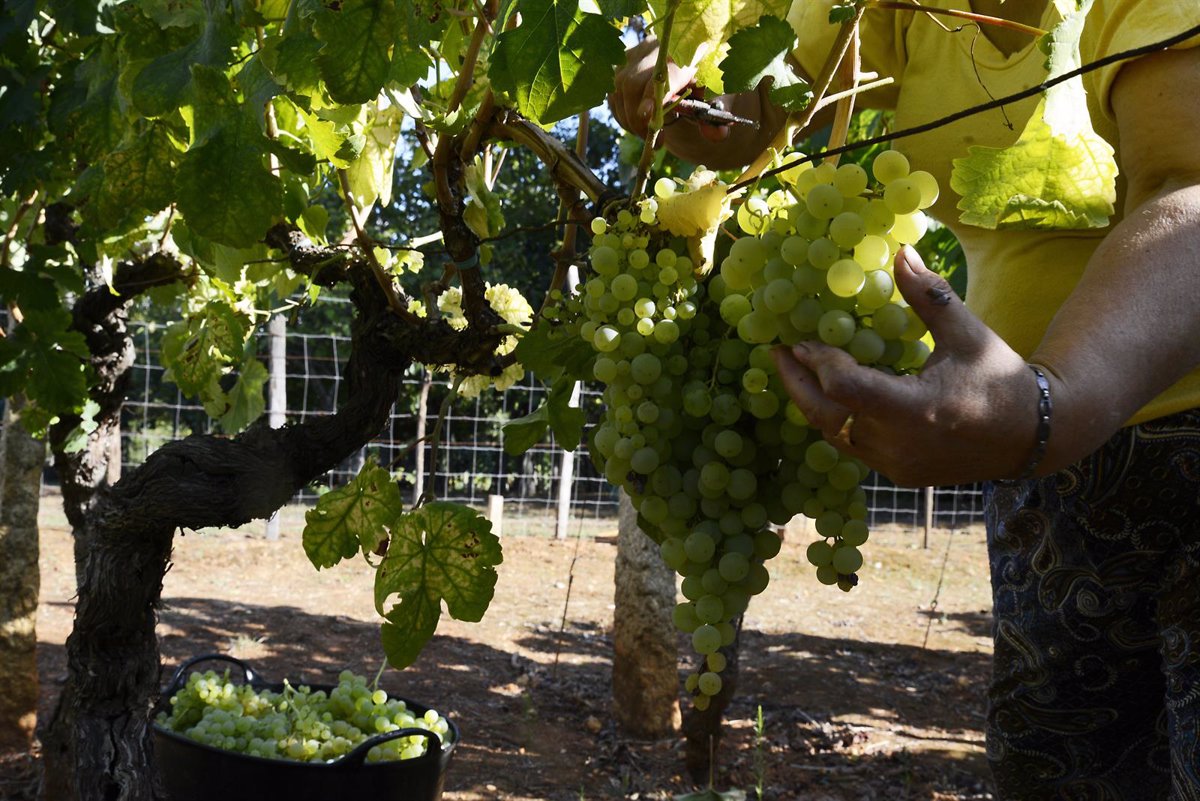 Campaña vitivinícola prevé una producción de 32 millones hectolitros, un 21% menos 1 Campana vitivinicola preve una produccion de 32 millones hectolitros un