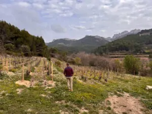 Château Saint Cosme, una bodega pionera en la producción de vinos orgánicos en Gigondas