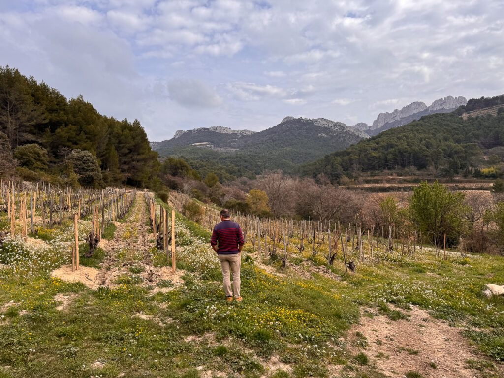 Château Saint Cosme, una bodega pionera en la producción de vinos orgánicos en Gigondas 1 Chateau Saint Cosme una bodega pionera en la produccion de