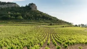 Château de Roquefort, destacado dominio vitivinícola en el corazón de la Provenza
