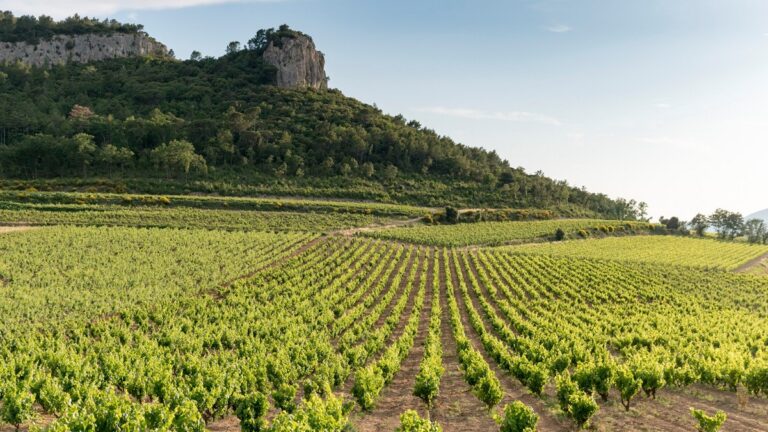 Chateau de Roquefort destacado dominio vitivinicola en el corazon de