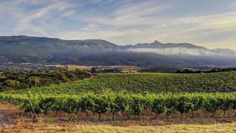 Clos Canarelli, la nueva icono de la viticultura de Córcega 45 Clos Canarelli la nueva icono de la viticultura de Corcega
