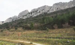 Consultor de medio ambiente se convierte en viticultor y promueve la biodiversidad en Gigondas