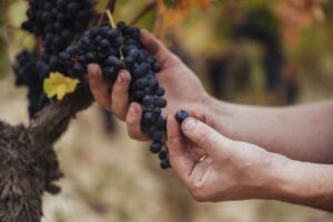 Cosecha 2023 de La Rioja recibe calificación de 'Muy Buena' 9 Cosecha 2023 de La Rioja recibe calificacion de Muy Buena