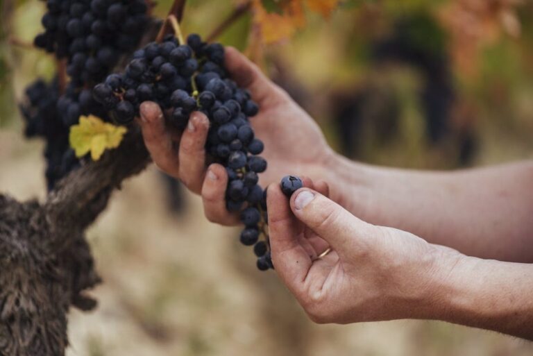 Cosecha 2023 de La Rioja recibe calificacion de Muy Buena