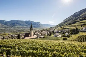 Desplome de la supericie vitivinícola de la uva vernatsch en el Alto Adige