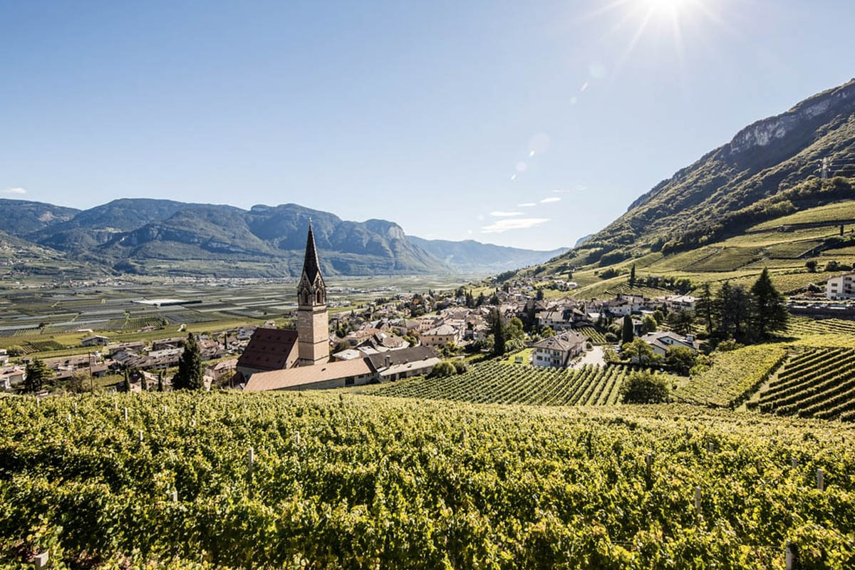 Desplome de la supericie vitivinícola de la uva vernatsch en el Alto Adige 1 Desplome de la supericie vitivinicola de la uva vernatsch en