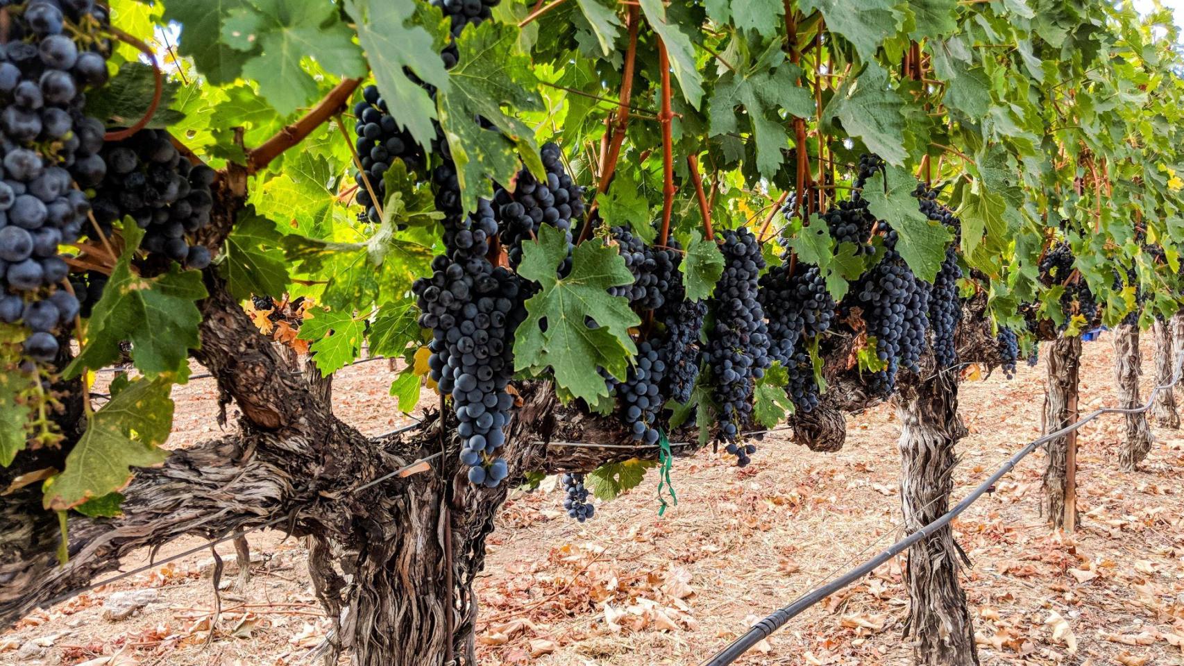 Diputación aconseja tratamiento de viñedos en sur de Pontevedra para prevenir la flavescencia 1 Diputacion aconseja tratamiento de vinedos en sur de Pontevedra para