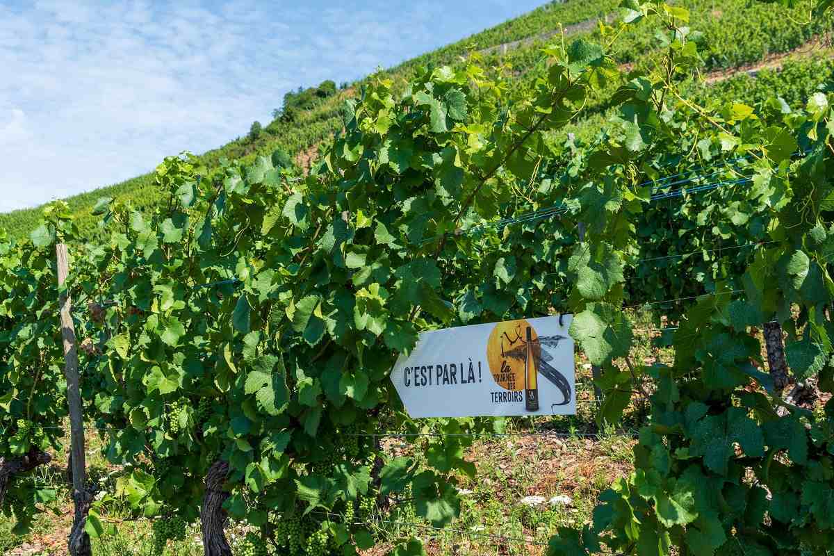 Segunda edición de Tournée des Terroirs en la Ruta del Vino de Alsacia 1 Segunda edicion de Tournee des Terroirs en la Ruta del