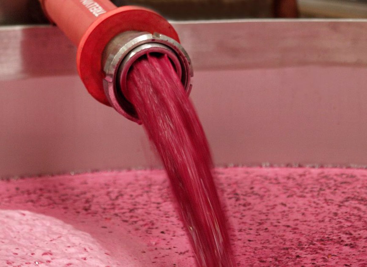 AIVE pide intervención gubernamental para evitar pérdidas en sector vinícola 1 AIVE pide intervencion gubernamental para evitar perdidas en sector vinicola