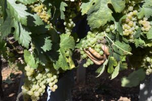 Agricultura autoriza plantar 928 nuevas hectáreas de viñedo en 2024 11 Agricultura autoriza plantar 928 nuevas hectareas de vinedo en 2024